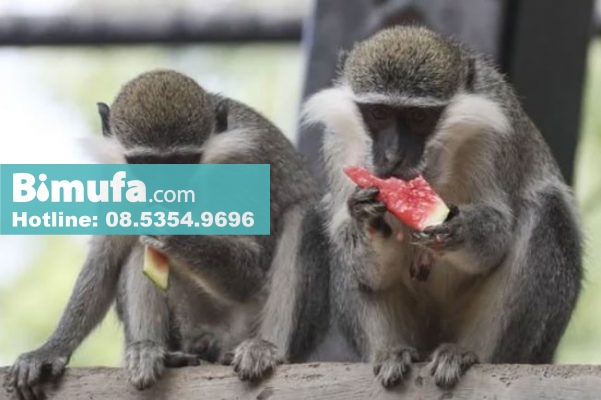 Các nhà khoa học tuyên bố đã tạo ra một con khỉ lai giữa người và khỉ (Ảnh: Visual China Group)