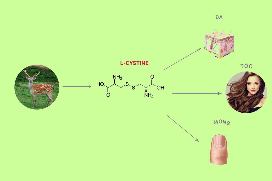 Thực phẩm chức năng L-cysitne có công dụng gì?