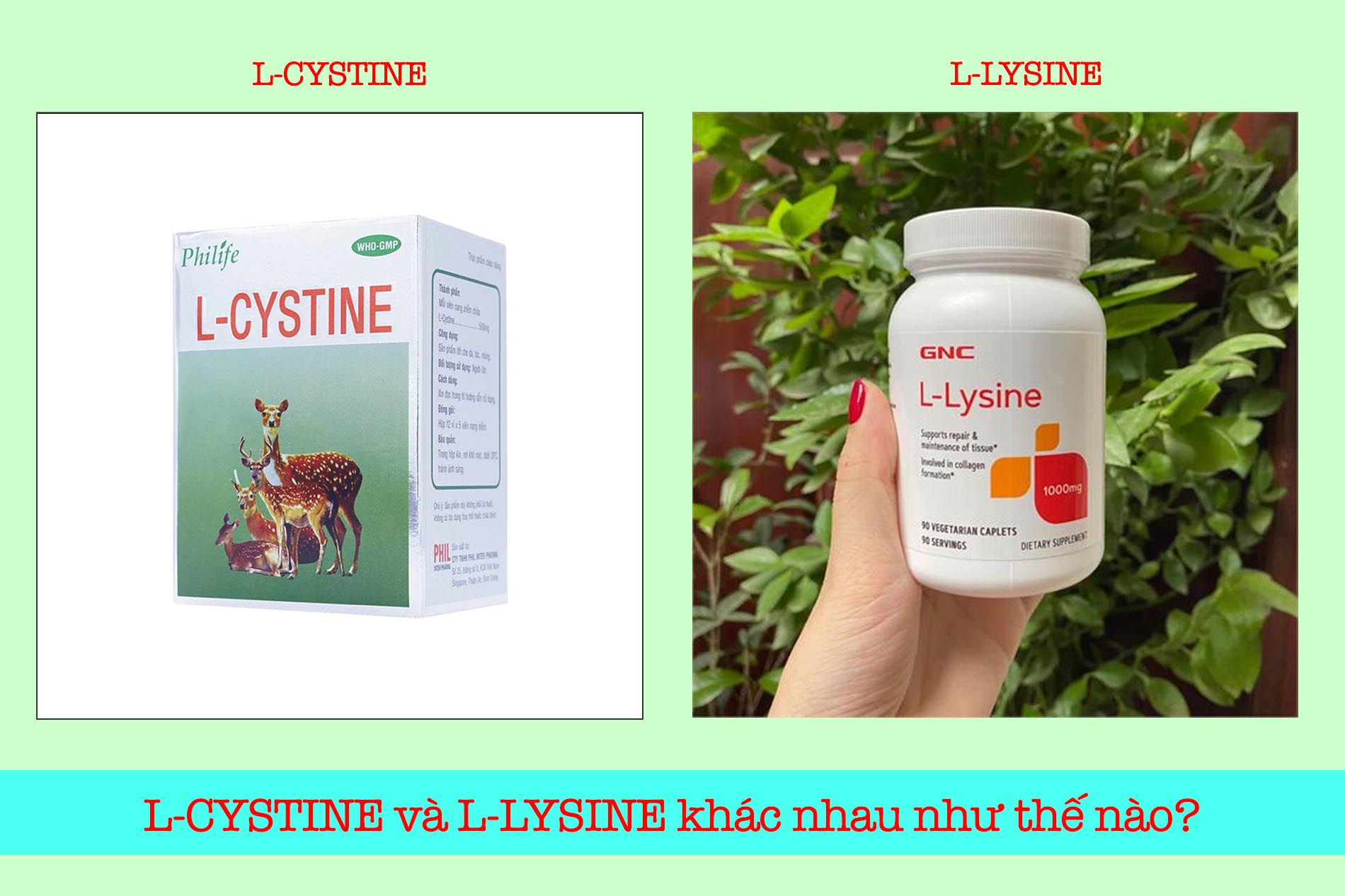 L-cystine và L-lysine khác nhau như thế nào?