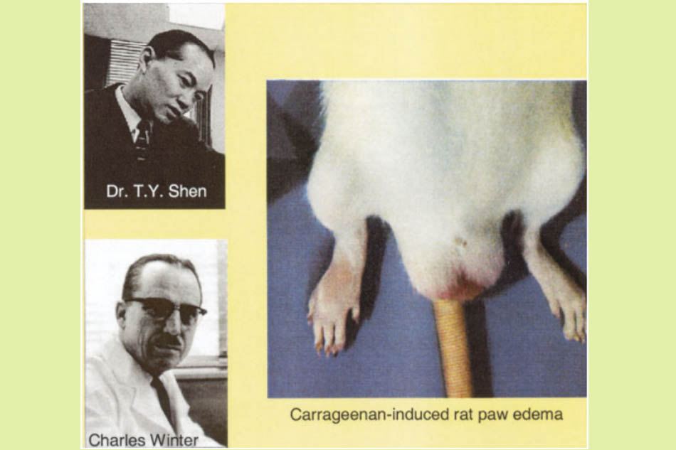 Phù chân chuột do carrageenan gây ra trong mô hình đau do viêm